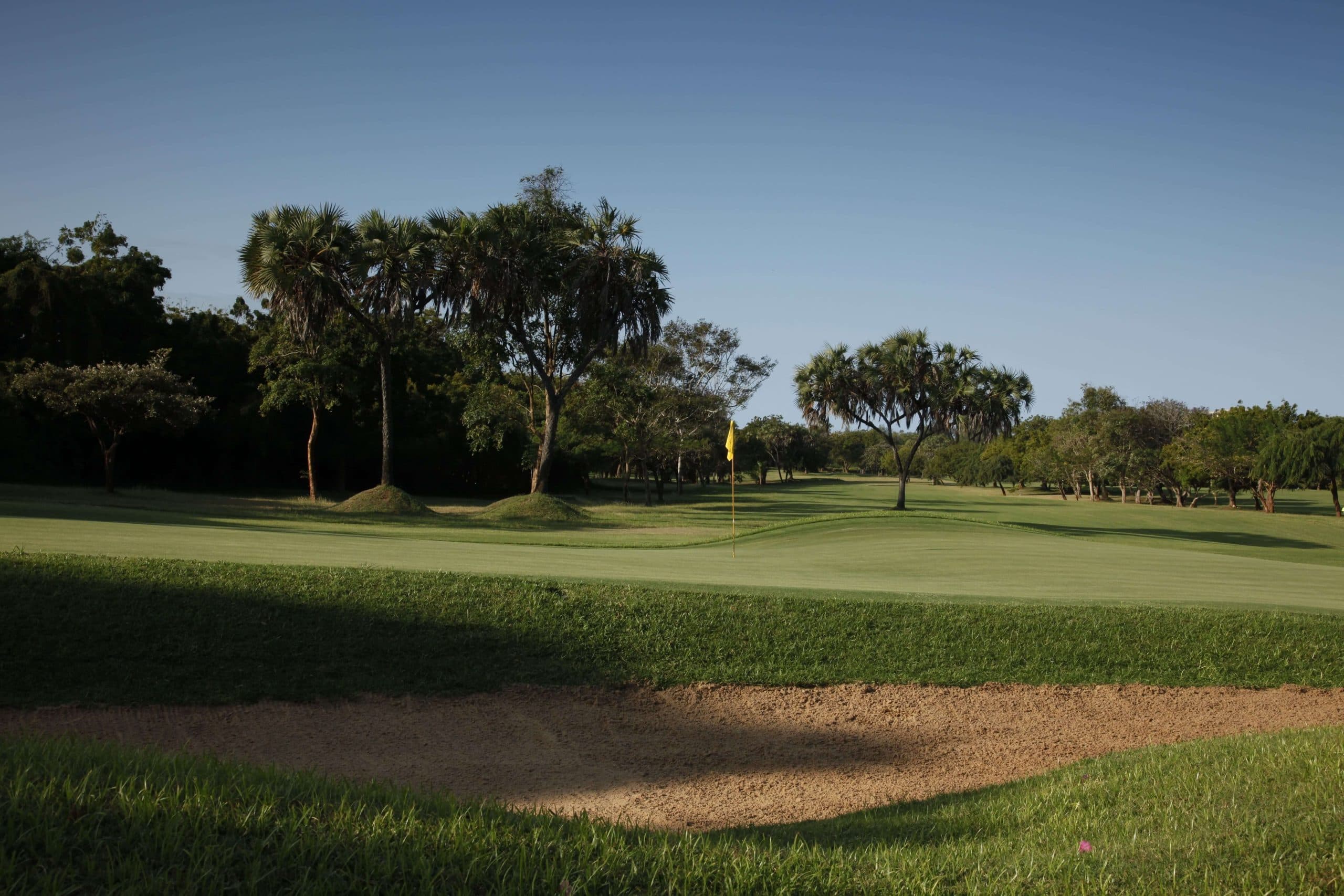 Lush fairway with coconut palms