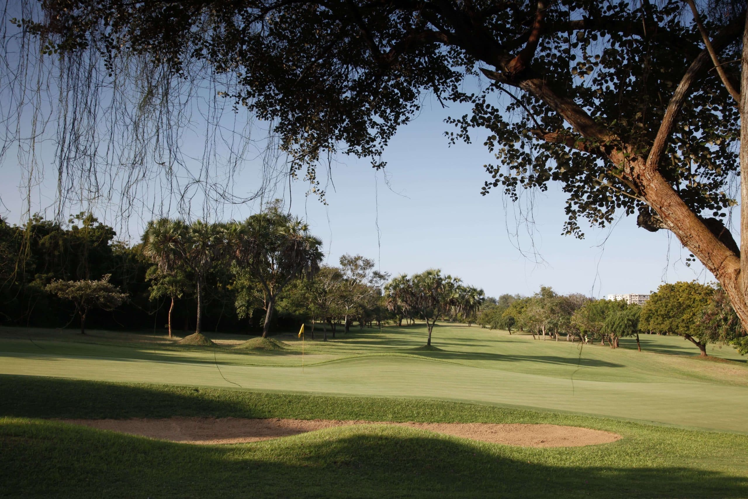 Flame tree-lined approach shot